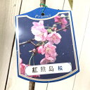 桜 苗木 紅猿島 12cmロングポット苗 べにさしま さくら 苗 サクラ gv