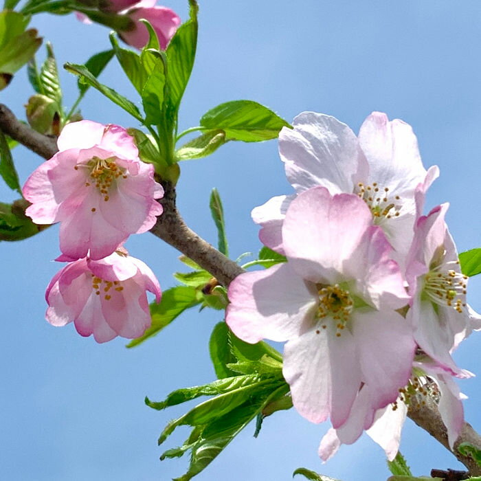 桜 苗木 紅鶴桜 12cmロングポット苗 べにづるざくら さくら 苗 サクラ gv