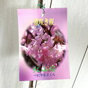 桜 苗木 紅山桜 12cmロングポット苗 さくら 苗 サクラ gv