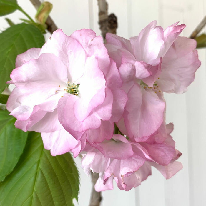 桜 苗木 福禄寿 12cmロングポット苗 ふくろくじゅ さく