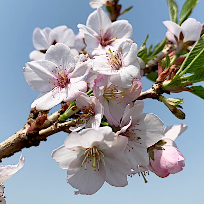 桜 苗木 御殿場桜 12cmロングポット苗 ごてんばざくら さくら 苗 サクラ gv