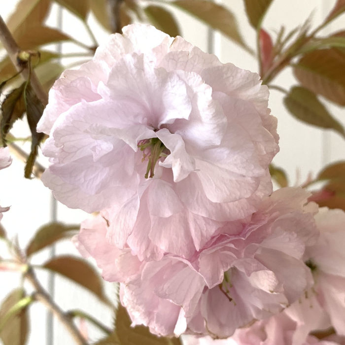 桜 苗木 花染衣桜 12cmロングポット苗 はなそめいざくら さくら 苗 サクラ gv