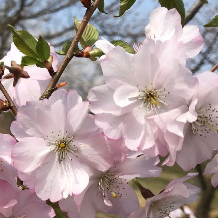 桜 苗木 十月桜 12cmロングポット苗 10月桜 さくら 苗 サクラ gv
