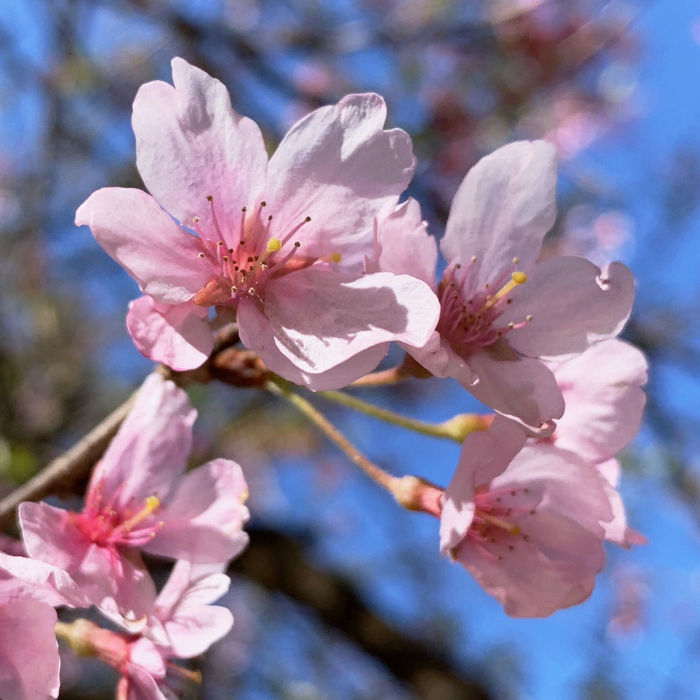桜 苗木 小彼岸 12cmロングポット苗 こひがん さくら 苗 サクラ gv