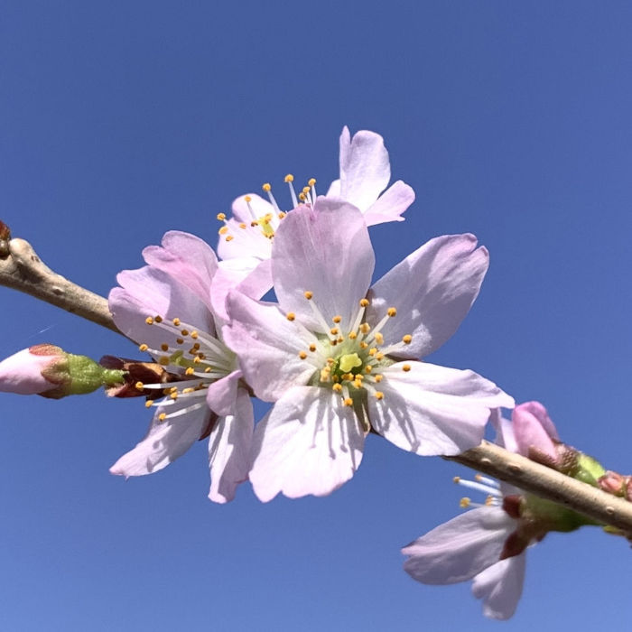 桜 苗木 啓翁桜 12cmロングポット苗 けいおうざくら さくら 苗 サクラ gv