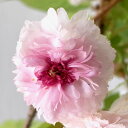 桜 苗木 兼六園菊桜 12cmロングポット苗 けんろくえんきくざくら さくら 苗 サクラ gv