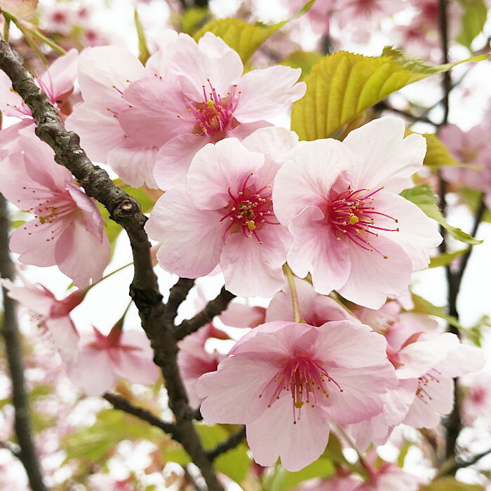 桜 苗木 河津桜 12cmロングポット苗 かわづざくら さくら 苗 サクラ gv