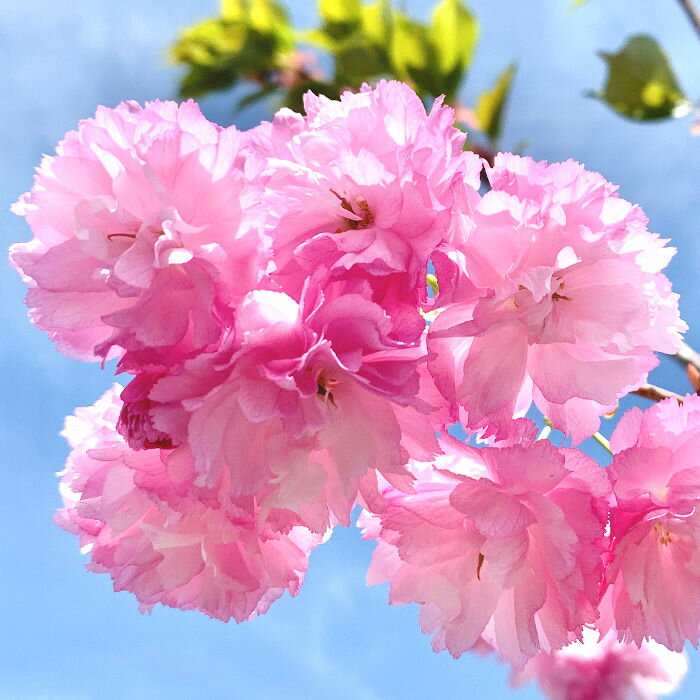 桜 苗木 紅華 12cmロングポット苗 こうか さくら 苗 