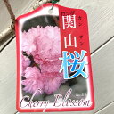 桜 苗木 関山 12cmロングポット苗 かんざん さくら 苗 サクラ gv(4)
