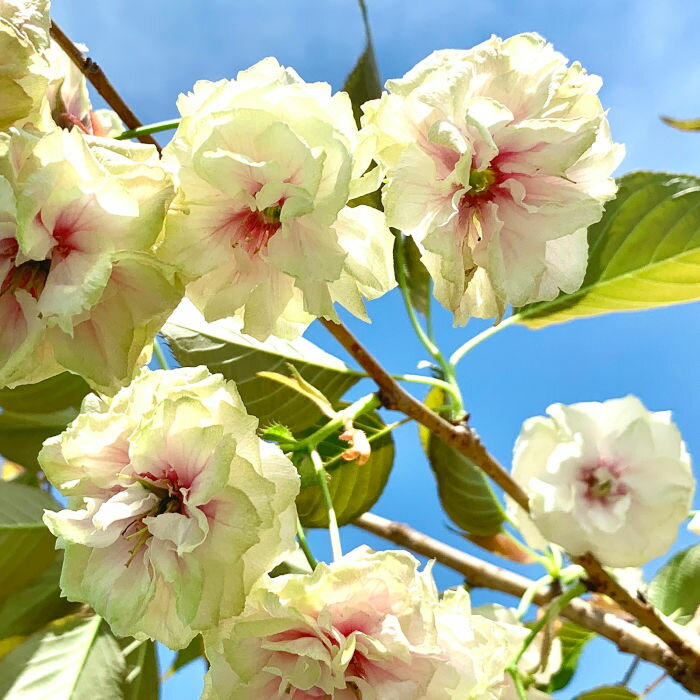 桜 苗木 須磨浦普賢象 12cmロングポット苗 すまうらふげんぞう さくら 苗 サクラ 記念樹やシンボルツリーにも適しています。 ◆育て方◆ 水はけの良い、肥沃な土壌に植えます。日当たりと風通しの良いところを好みます。 水やりは、庭植えの場合は雨水だけで十分ですが、植え付け一年目は根がしっかりつくように水をたっぷり与えてください。夏の日照りが続くようなときにも毎日水やりをしてください。鉢植えでは表土が乾いたらたっぷりと与えます。特に5〜7月は水切れしやすいので注意です。 2月に寒肥、花が咲いた後と7月ごろにも施肥すると翌年の花付きがよくなります。 樹高を抑えたい場合には落葉した後に切り詰めを行ないます。切り口には癒合剤を塗って菌が入らないようにします。 ウメケムシなどの害虫には注意が必要です。見つけたらすぐに殺虫剤で駆除してください。 開花時期:4月上旬 最終樹高:5〜10m 栽培適地:青森県〜沖縄県 ※桜の苗の配送について： 可能な限り苗の先端を切らずに発送したいと考えておりますが、入荷した苗が大きく、3辺の合計が160cmサイズの箱に収まらない場合がございます。 その場合は、苗木を箱に入るサイズ（樹高80cmから100cm程）に切って発送させていただきます。 「苗の先端を切らずに送って欲しい」とご希望される場合は、ご注文時に「こちらの商品をまとめて購入」欄にあります「苗木の先端を切らないオプション（桜専用）」（\2,200ー）を同時にご購入ください。 オプションを同時購入の場合，苗木の先端を切らずに梱包・発送いたします。 【注意点】： オプション利用でも箱のサイズには上限があるため、ご要望にお応えできない場合もございます。その場合は、ご連絡し相談させていただきます。 あらかじめご了承ください。 ご不明な点やお尋ねになりたい点がございましたら、ご購入前に「お問い合わせフォーム」からいつでもお気軽にお問い合わせください。 【複数購入割引！】 複数点のご購入で、割引いたします。購入数に応じて、割引額も大きくなります。 詳細は、「お問い合わせフォーム」よりお尋ねください。 ※写真は参考写真（見本）になります。 ※植物ですので多少の個体差があります。 　時期によって画像にある花や実、葉は付いてない場合があります。 ※当店では、【沖縄県】への発送は商品の品質上、お受けしておりません。ご了承ください。桜 苗木 須磨浦普賢象 須磨浦普賢象は、大輪の八重咲きです。淡い黄緑色の花色が特徴で、開花が進むと、徐々に赤みが出てくる珍しい品種です。1990年に神戸市の須磨浦公園で普賢象の枝変わり品種として発見されました。平成生まれの新しい品種です。普賢象は、2本ある葉化した雌しべが、普賢菩薩の乗っている象の鼻に似ていることから名がついたと言われています。