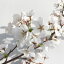 桜 苗木 染井吉野(ソメイヨシノ) 12cmロングポット苗 さくら 苗 サクラ gv 4,070円
