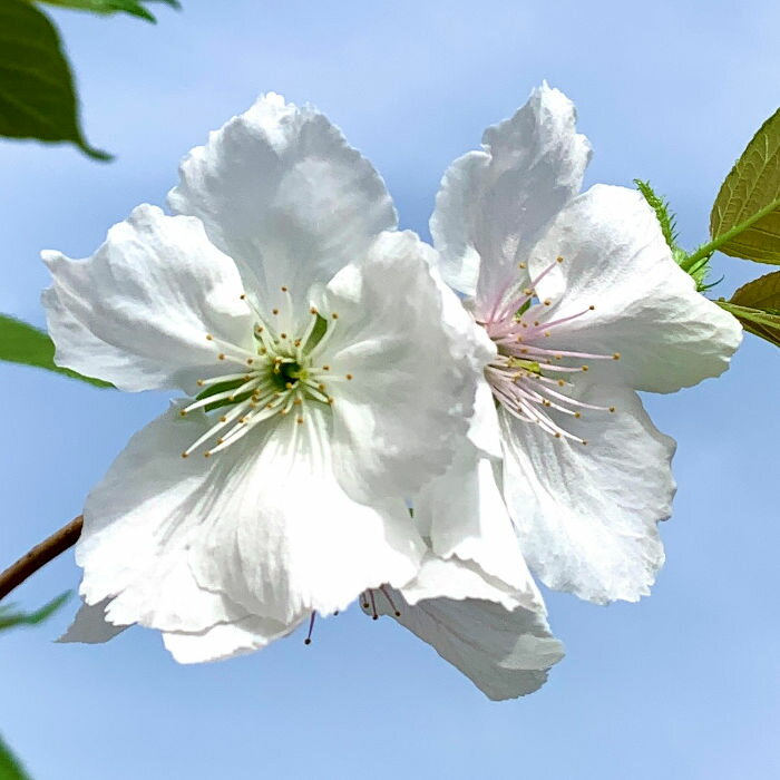 桜 苗木 太白 12cmロングポット苗 たいはく さくら 苗