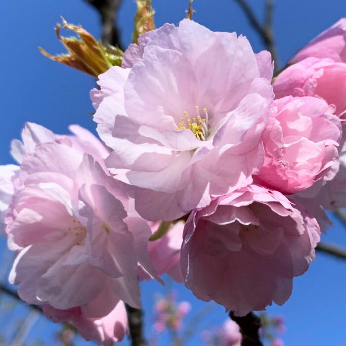 桜 苗木 八重紅虎の尾 12cmロングポット苗 やえべにとらのお さくら 苗 サクラ gv