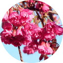 桜 苗木 八重寒緋桜 12cmロングポット苗 やえかんひざくら さくら 苗 サクラ gv