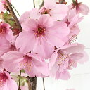 桜 苗木 陽光桜 12cmロングポット苗 ようこうざくら さ