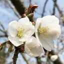 桜 苗木 山桜 12cmロングポット苗 さくら 苗 サクラ gv(4)