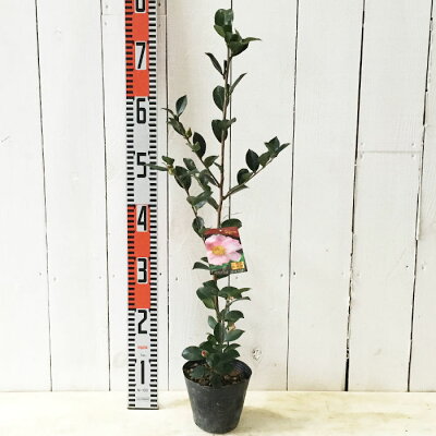 サザンカ 山茶花 植物図鑑 サザンカ 山茶花 植物図鑑