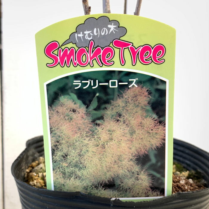 Ź꡼٤ꤣ㤨֥⡼ĥ꡼  ֥꡼ 13.5cmݥå 3ǯ ⡼ĥ꡼  gvפβǤʤ4,070ߤˤʤޤ