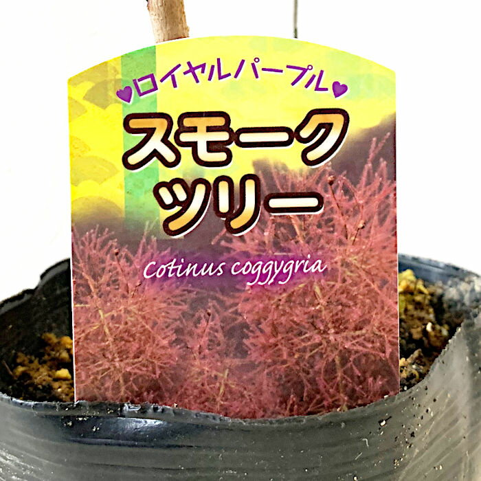 スモークツリー 苗木 ロイヤルパープル 13.5cmポット苗 3年生苗 スモークツリー 苗 gvのサムネイル