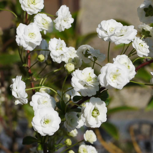 シジミバナ 苗木 しじみ花 13.5cmポット苗 3年生苗 シジミ花 苗 しじみばな gv
