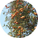 甘柿 苗木 4L 12cmロングポット苗 カキ 苗 かき gv