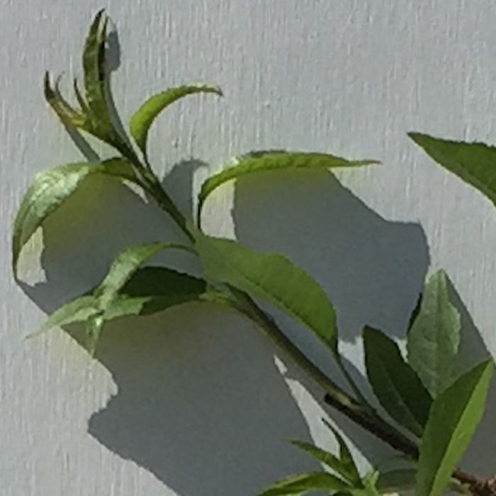 ナッツ 苗木 ヘーゼルナッツ 13.5cmポット苗 ナッツ 苗 gv