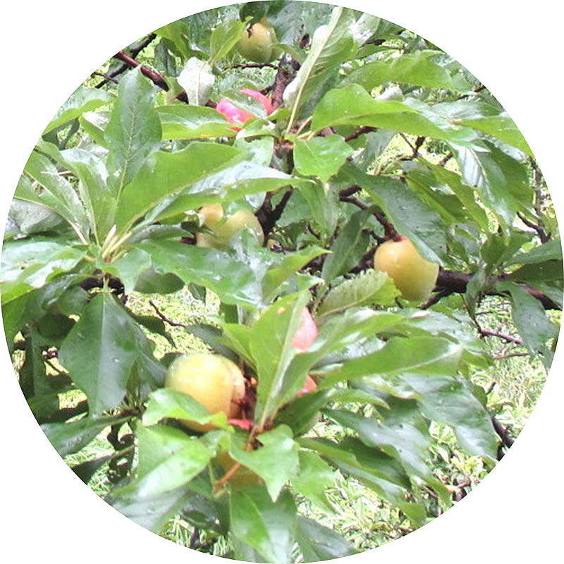 スモモ 苗木 コチェコ 15cmポット苗 すもも 苗 李