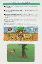 ☆！送料無料☆グリーンパイル（ラージ）3×30cm　50本　樹木打込み型肥料【肥料】【業務用】