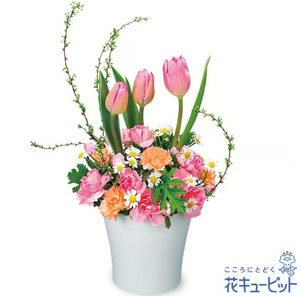 【チューリップのアレンジメント】（525330・アレンジメント）(全国の花キューピット加盟店がお届けします）誕生日/結婚祝い/出産/御祝/お見舞い/ペット/還暦祝い/フラワーギフト/歓迎 /退職/当日配達/即日配達/開店祝/花/お祝い/