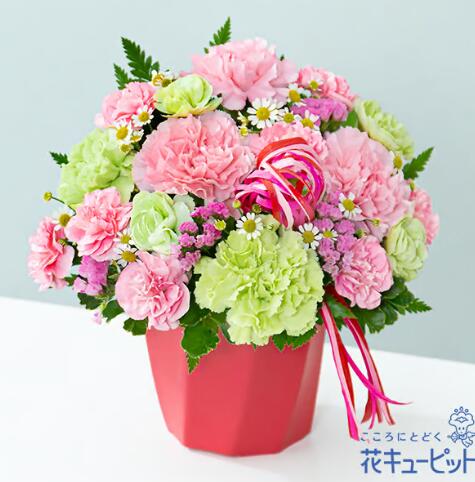 乐天商城 - 【カーネーションのハミングアレンジメント（ピンク）】（521367・母の日・アレンジメント）(全国の花キューピット加盟店がお届けします）