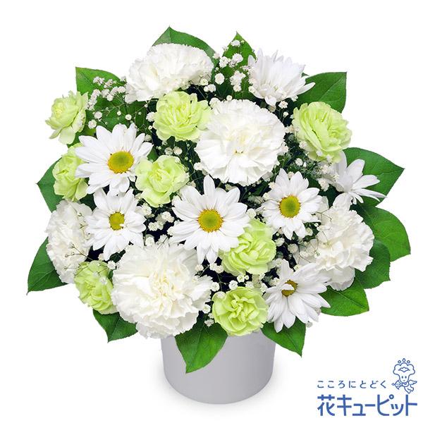 ꡼󰦤ɡʲֲˤ㤨֡ڥ󥸥ȡ(β֥塼ԥåȲŹϤޤˤ////¨//ˡ/ˡ/////涡/ڥå/פβǤʤ4,400ߤˤʤޤ