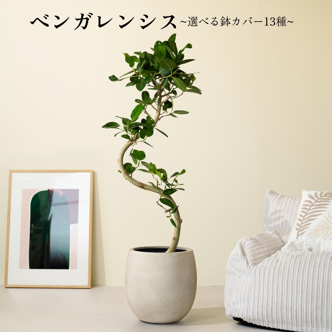 初心者でも育てやすい観葉植物！フィ...