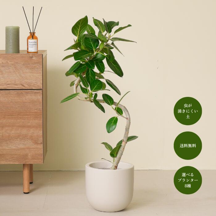 ベンガレンシス 7号鉢 送料無料 植木鉢 初心者でも育てやすい観葉植物！ 観葉植物大型 鉢 鉢付き 鉢植え インテリアグリーン 室内 おしゃれ 初心者 育てやすい リビング 寝室 かわいい ギフト 【8種類から選べる植木鉢セット】