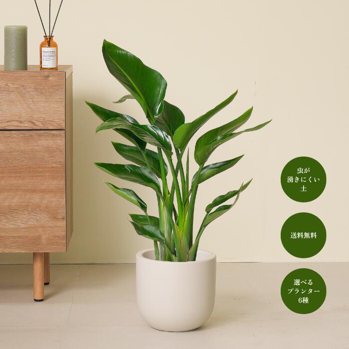 オーガスタ ストレリチア 3株 7号鉢 送料無料 植木鉢 初心者でも育てやすい観葉植物！ 観葉植物大型 鉢 鉢付き 鉢植え インテリアグリーン 室内 おしゃれ 初心者 育てやすい リビング 寝室 かわいい ギフト 【8種類から選べる植木鉢セット】
