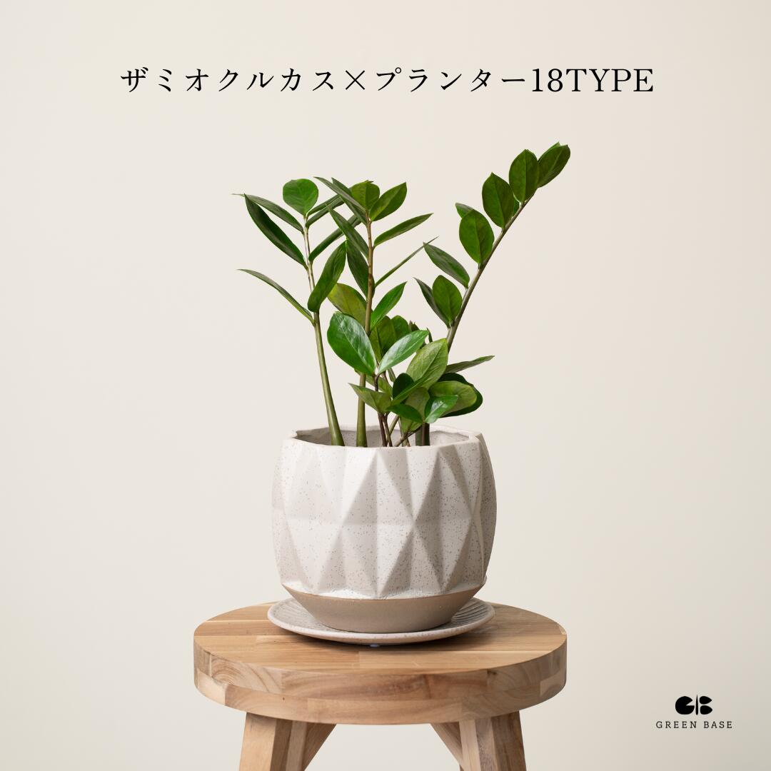 ザミオクルカス ザミオクルカス ザミフォリア 6号鉢 送料無料 植木鉢 初心者でも育てやすい観葉植物！ 観葉植物中型 鉢 鉢付き 鉢植え インテリアグリーン 室内 おしゃれ 初心者 育てやすい リビング 寝室 かわいい ギフト 【18種類から選べる植木鉢セット】