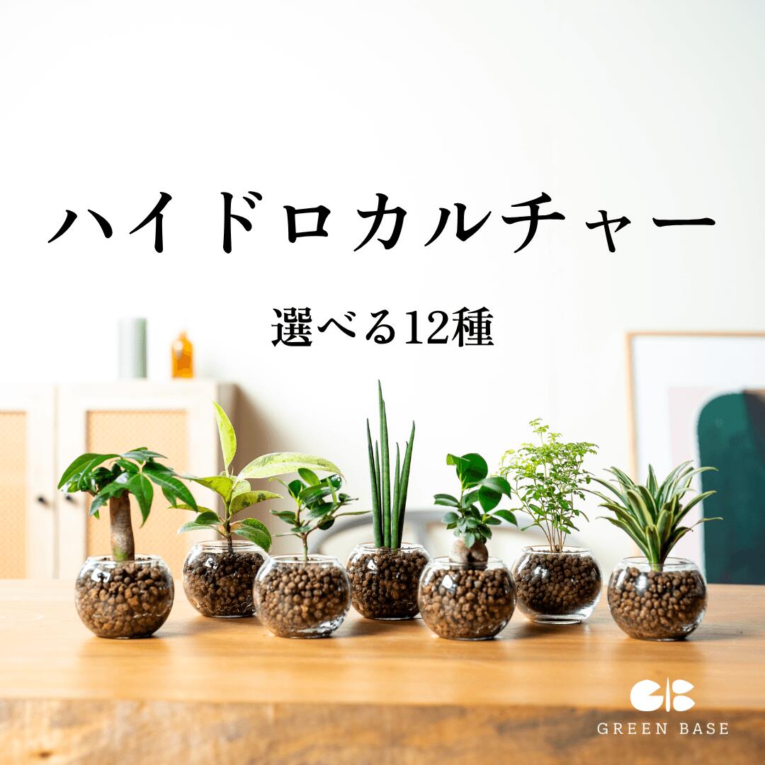 楽天市場】3号 パキラの通販