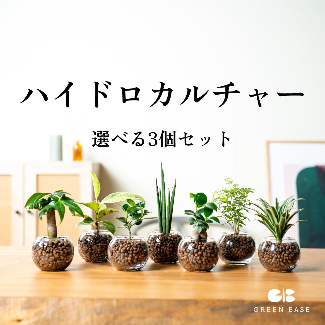 　ハイドロカルチャー 観葉植物ミニ おしゃれ 鉢 グラス 小さい 選べる 種類 パキラ サンスベリア ガジュマル 卓上 北欧 玄関 デスク インテリア グリーン ギフト 贈り物 水耕栽培