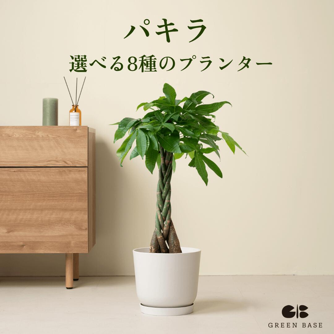 楽天市場】パキラ 9号の通販