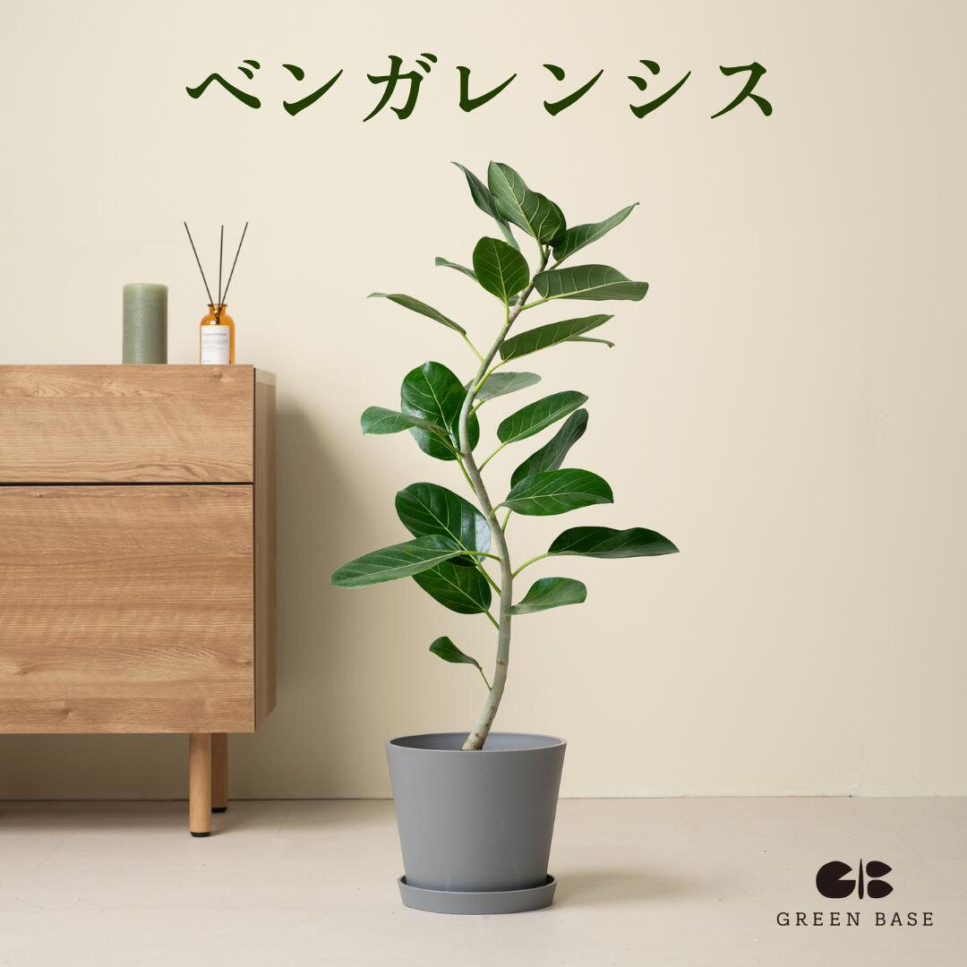 観葉植物 大型 フィカス ベンガレンシス 7号 鉢カバー付 ゴムの木 ベンガレンシス 室内 おしゃれ ギフト お祝い グリーンベース