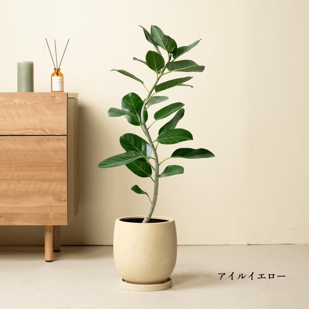 楽天市場】フィカス ベンガレンシス（カラーイエロー）（花・ガーデン