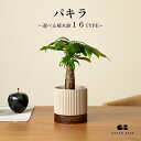 【16種類から選べる植木鉢セット】小さくて初心者でも育てやすいミニ観葉植物!パキラ 観葉植物 鉢 鉢付き 鉢植え インテリアグリーン 室内 おしゃれ 初心者 育てやすい 小さい植物 小さい かわいい 卓上 ギフト