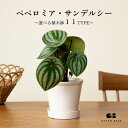 【11種類から選べる植木鉢セット】小さくて初心者でも育てやすいミニ観葉植物!スイカぺぺ スイカペペロミア ペペロミア・サンデルシー 観葉植物 鉢 鉢付き 鉢植え インテリアグリーン 室内 おしゃれ 初心者 育てやすい すいか模様 小さい植物 小さい かわいい 卓上 ギフト