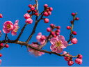 【1年間枯れ保証】【春・夏に収穫する果樹】ウメ/紅梅（花梅）　15cmポット　　【あす楽対応】