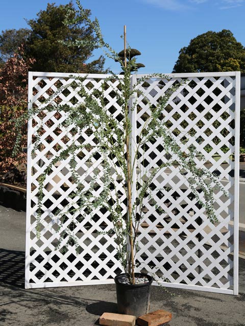 アカシアの木 ミモザが人気の種類 花 育て方 剪定のコツも解説します