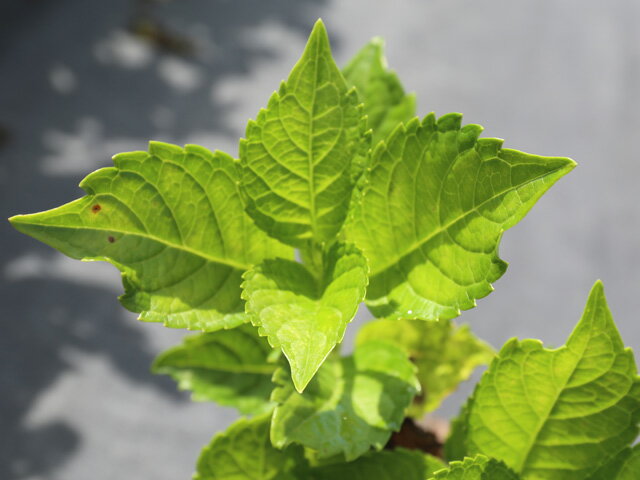 21新発 アジサイ 赤花 12cmポット 8本セット 送料無料 1年間枯れ保証 春に花が咲く木 Seal限定商品