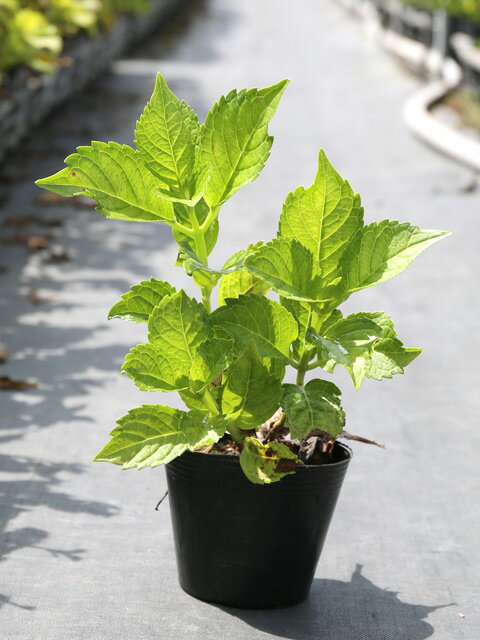 21新発 アジサイ 赤花 12cmポット 8本セット 送料無料 1年間枯れ保証 春に花が咲く木 Seal限定商品