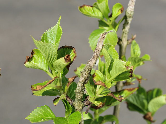 21新発 アジサイ 赤花 12cmポット 8本セット 送料無料 1年間枯れ保証 春に花が咲く木 Seal限定商品