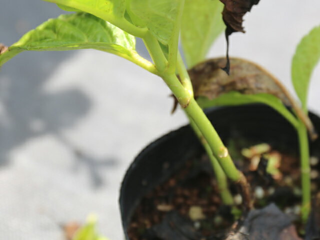 21新発 アジサイ 赤花 12cmポット 8本セット 送料無料 1年間枯れ保証 春に花が咲く木 Seal限定商品