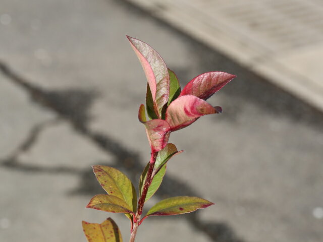 爆熱 カナメモチ 0 3m10 5cmポット 18本セット 送料無料 1年間枯れ保証 生垣樹木 割引クーポン対象品 Www Amle Org