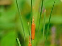 沿岸地域に自生する【6か月枯れ保証】【水生植物】ヒメガマ　10.5cmポット　【あす楽対応】